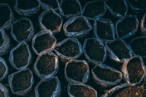 Calendrier des plantations et récoltes au potager