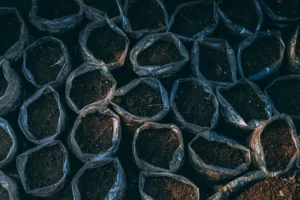 Calendrier des plantations et récoltes au potager