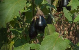 Potager de 100 m² organisé avec légumes de saison