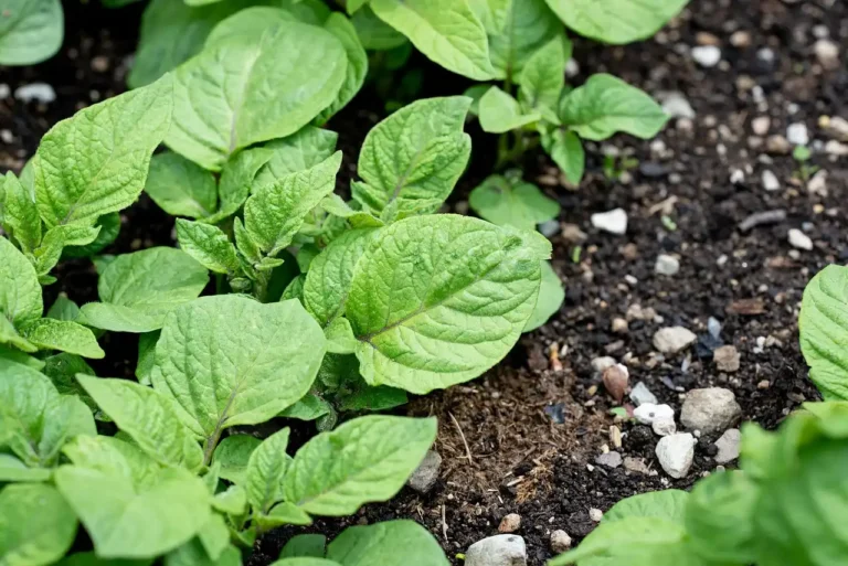 Potager en pente : comment l’aménager pour éviter que l’eau et la terre ne s’échappent ?
