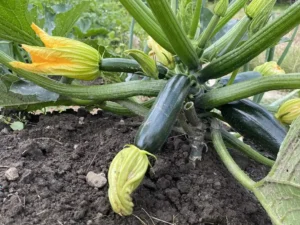Réduire son potager pour le rendre plus simple à entretenir